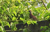 Crested Bobwhite